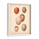 Estudio De Huevo De Aves Iii - Vision Studio | Cuadro decorativo de Canvas Lab