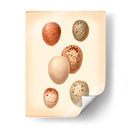 Estudio De Huevo De Aves Iii - Vision Studio | Cuadro decorativo de Canvas Lab