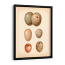Estudio De Huevo De Aves Iv - Vision Studio | Cuadro decorativo de Canvas Lab