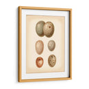 Estudio De Huevo De Aves Iv - Vision Studio | Cuadro decorativo de Canvas Lab