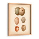 Estudio De Huevo De Aves Iv - Vision Studio | Cuadro decorativo de Canvas Lab