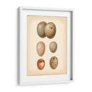 Estudio De Huevo De Aves Iv - Vision Studio | Cuadro decorativo de Canvas Lab