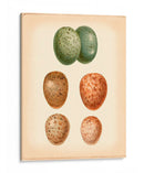 Estudio De Huevo De Aves V - Vision Studio | Cuadro decorativo de Canvas Lab