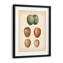 Estudio De Huevo De Aves V - Vision Studio | Cuadro decorativo de Canvas Lab