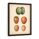 Estudio De Huevo De Aves V - Vision Studio | Cuadro decorativo de Canvas Lab