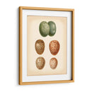 Estudio De Huevo De Aves V - Vision Studio | Cuadro decorativo de Canvas Lab