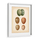 Estudio De Huevo De Aves V - Vision Studio | Cuadro decorativo de Canvas Lab