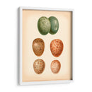 Estudio De Huevo De Aves V - Vision Studio | Cuadro decorativo de Canvas Lab