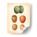 Estudio De Huevo De Aves V - Vision Studio | Cuadro decorativo de Canvas Lab