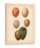 Estudio De Huevo De Aves Vi - Vision Studio | Cuadro decorativo de Canvas Lab