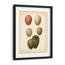 Estudio De Huevo De Aves Vi - Vision Studio | Cuadro decorativo de Canvas Lab