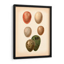 Estudio De Huevo De Aves Vi - Vision Studio | Cuadro decorativo de Canvas Lab