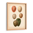 Estudio De Huevo De Aves Vi - Vision Studio | Cuadro decorativo de Canvas Lab