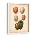 Estudio De Huevo De Aves Vi - Vision Studio | Cuadro decorativo de Canvas Lab