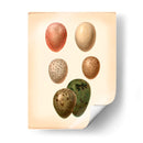 Estudio De Huevo De Aves Vi - Vision Studio | Cuadro decorativo de Canvas Lab