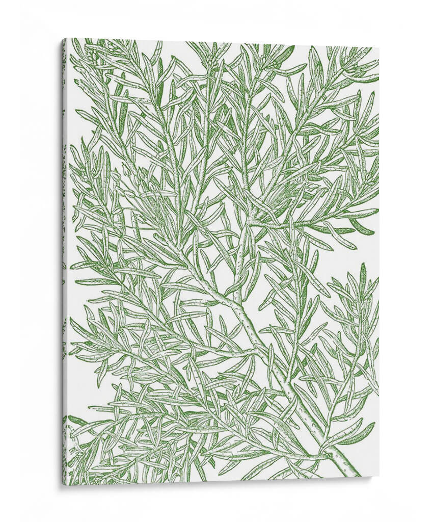 Ramas Musias - Duhamel du Monceau | Cuadro decorativo de Canvas Lab