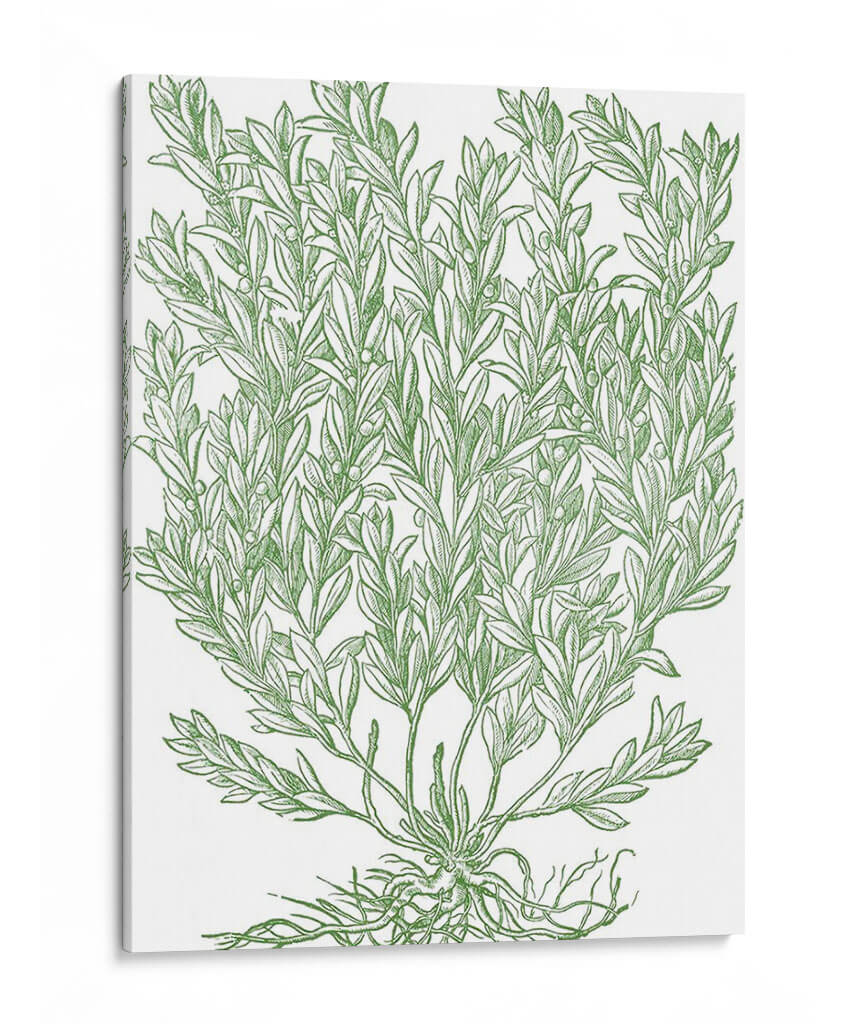 Ramas Mossy Ii - Duhamel du Monceau | Cuadro decorativo de Canvas Lab