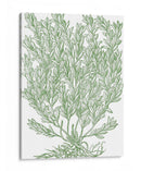 Ramas Mossy Ii - Duhamel du Monceau | Cuadro decorativo de Canvas Lab