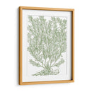Ramas Mossy Ii - Duhamel du Monceau | Cuadro decorativo de Canvas Lab