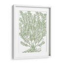 Ramas Mossy Ii - Duhamel du Monceau | Cuadro decorativo de Canvas Lab