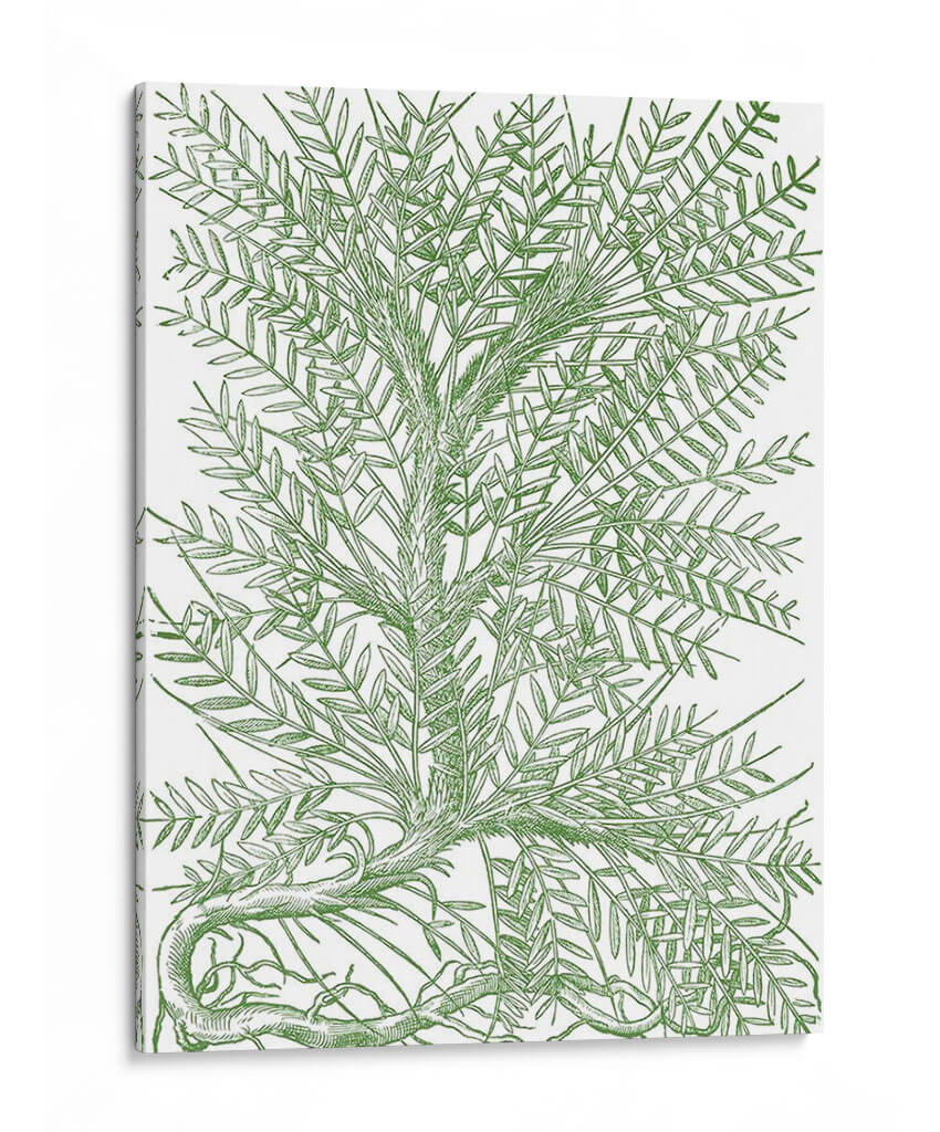 Ramas Mossy Iii - Duhamel du Monceau | Cuadro decorativo de Canvas Lab