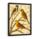 Familia De Aves Domésticas I - Bellissimo Art | Cuadro decorativo de Canvas Lab