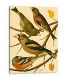Familia Nacional De Pájaros Ii - Bellissimo Art | Cuadro decorativo de Canvas Lab