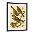 Familia Nacional De Pájaros Ii - Bellissimo Art | Cuadro decorativo de Canvas Lab