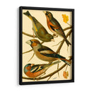 Familia Nacional De Pájaros Ii - Bellissimo Art | Cuadro decorativo de Canvas Lab