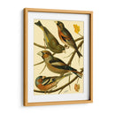 Familia Nacional De Pájaros Ii - Bellissimo Art | Cuadro decorativo de Canvas Lab