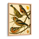 Familia Nacional De Pájaros Ii - Bellissimo Art | Cuadro decorativo de Canvas Lab