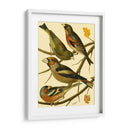 Familia Nacional De Pájaros Ii - Bellissimo Art | Cuadro decorativo de Canvas Lab