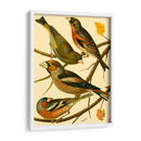 Familia Nacional De Pájaros Ii - Bellissimo Art | Cuadro decorativo de Canvas Lab