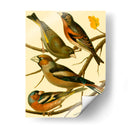 Familia Nacional De Pájaros Ii - Bellissimo Art | Cuadro decorativo de Canvas Lab