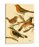 Familia De Aves Domésticas Iii - Bellissimo Art | Cuadro decorativo de Canvas Lab