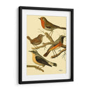 Familia De Aves Domésticas Iii - Bellissimo Art | Cuadro decorativo de Canvas Lab