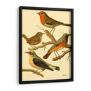 Familia De Aves Domésticas Iii - Bellissimo Art | Cuadro decorativo de Canvas Lab