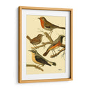 Familia De Aves Domésticas Iii - Bellissimo Art | Cuadro decorativo de Canvas Lab