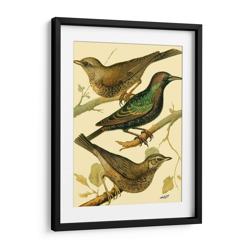 Familia Nacional De Aves Iv - Bellissimo Art | Cuadro decorativo de Canvas Lab