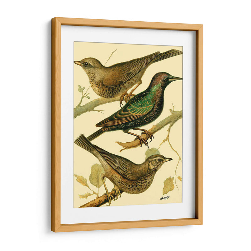 Familia Nacional De Aves Iv - Bellissimo Art | Cuadro decorativo de Canvas Lab