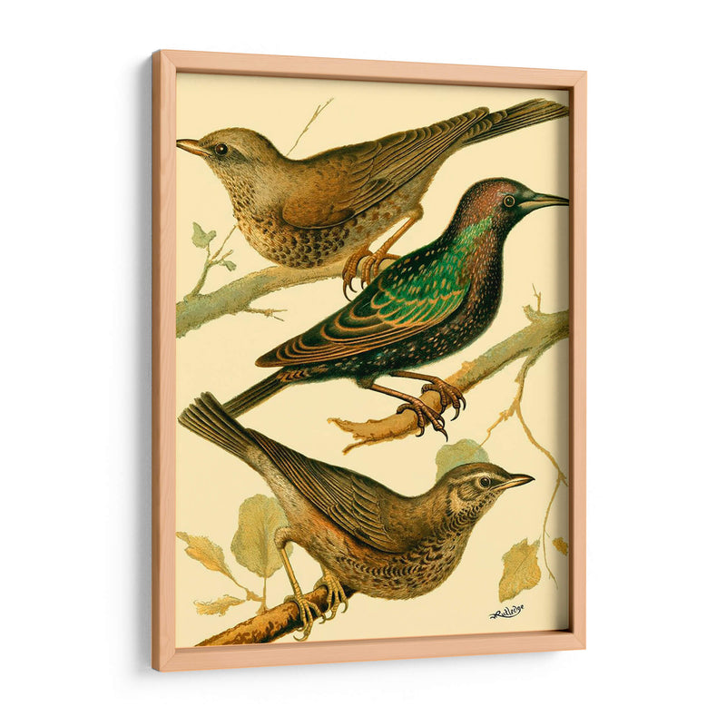 Familia Nacional De Aves Iv - Bellissimo Art | Cuadro decorativo de Canvas Lab