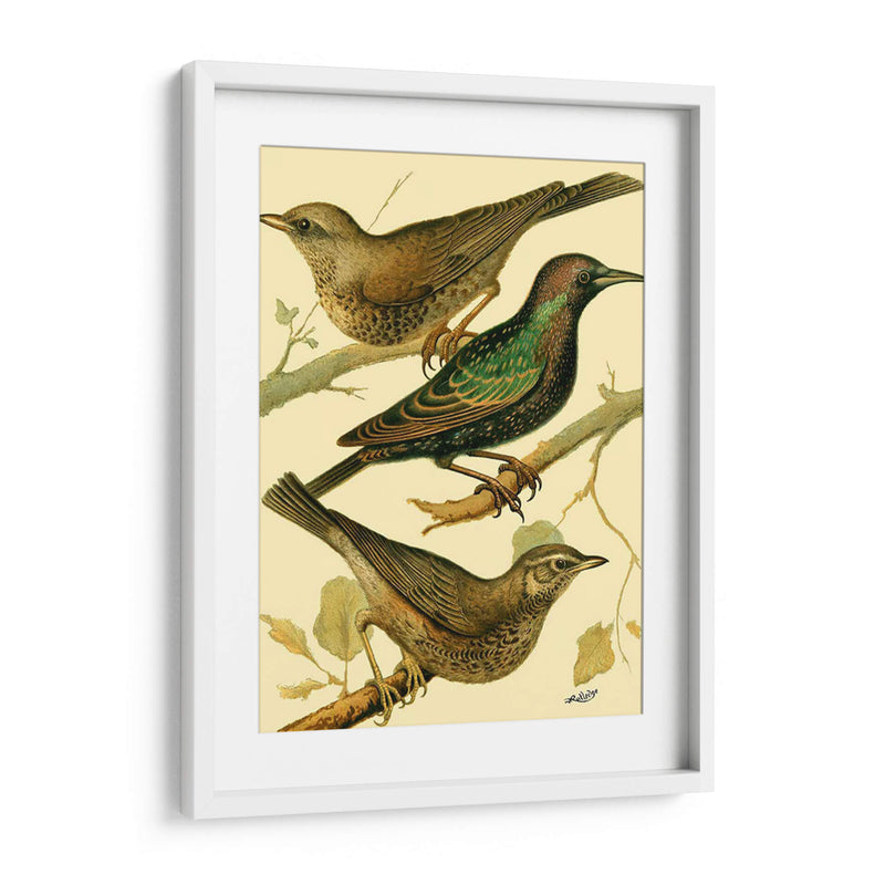 Familia Nacional De Aves Iv - Bellissimo Art | Cuadro decorativo de Canvas Lab