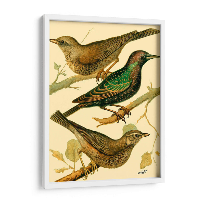 Familia Nacional De Aves Iv - Bellissimo Art | Cuadro decorativo de Canvas Lab