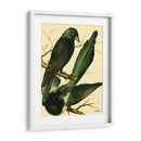 Familia De Aves Domésticas V - Bellissimo Art | Cuadro decorativo de Canvas Lab