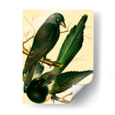 Familia De Aves Domésticas V - Bellissimo Art | Cuadro decorativo de Canvas Lab