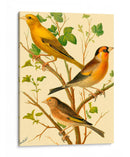 Familia De Aves Domésticas Vi - Bellissimo Art | Cuadro decorativo de Canvas Lab