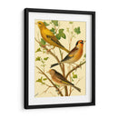 Familia De Aves Domésticas Vi - Bellissimo Art | Cuadro decorativo de Canvas Lab