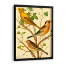 Familia De Aves Domésticas Vi - Bellissimo Art | Cuadro decorativo de Canvas Lab