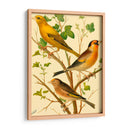 Familia De Aves Domésticas Vi - Bellissimo Art | Cuadro decorativo de Canvas Lab