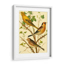 Familia De Aves Domésticas Vi - Bellissimo Art | Cuadro decorativo de Canvas Lab